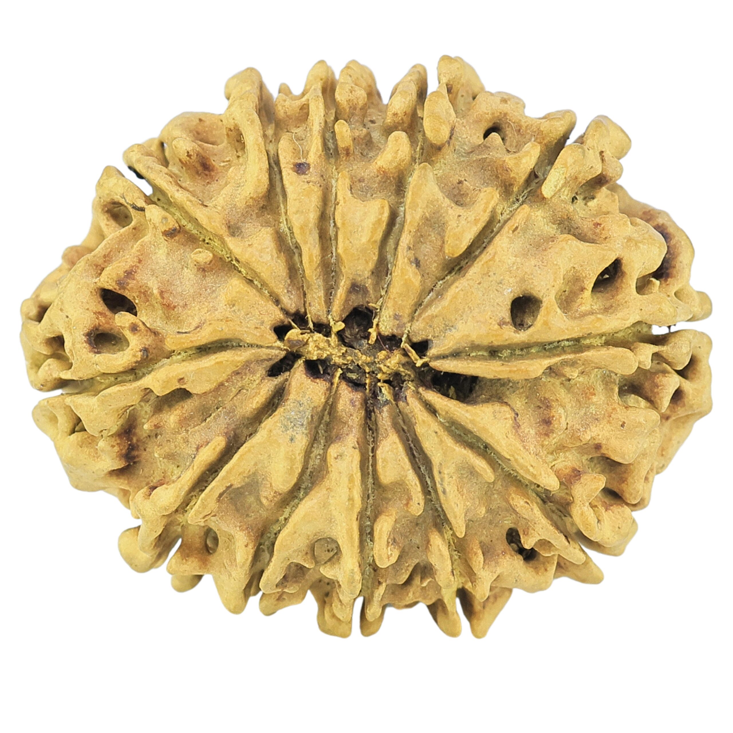 12 Mukhi Rudraksha 25.8mm 1.46gm - Rudraksha back