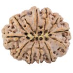 12 Mukhi Rudraksha 35.8mm 9.67gm - Rudraksha back