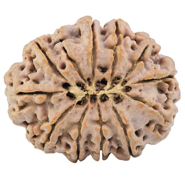 12 Mukhi Rudraksha 35.8mm 9.67gm - Rudraksha back