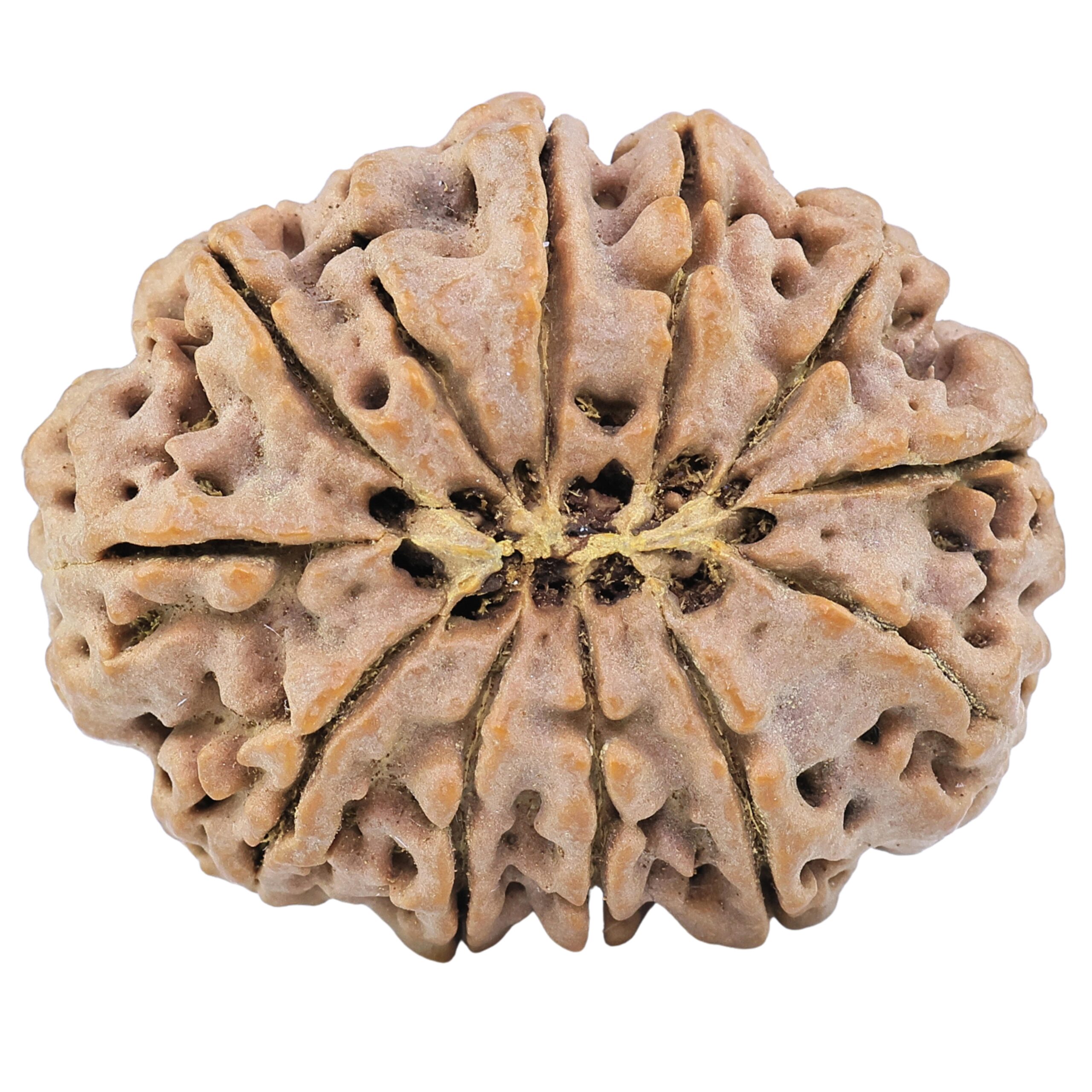 12 Mukhi Rudraksha 35.8mm 9.67gm - Rudraksha back