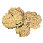 4 Mukhi Trijuti 21.6mm 1.53gm - Rudraksha back