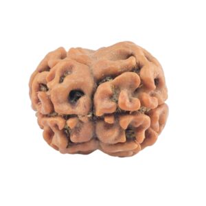 2 Mukhi Rudraksha 21.7mm 1.92gm - Rudraksha back