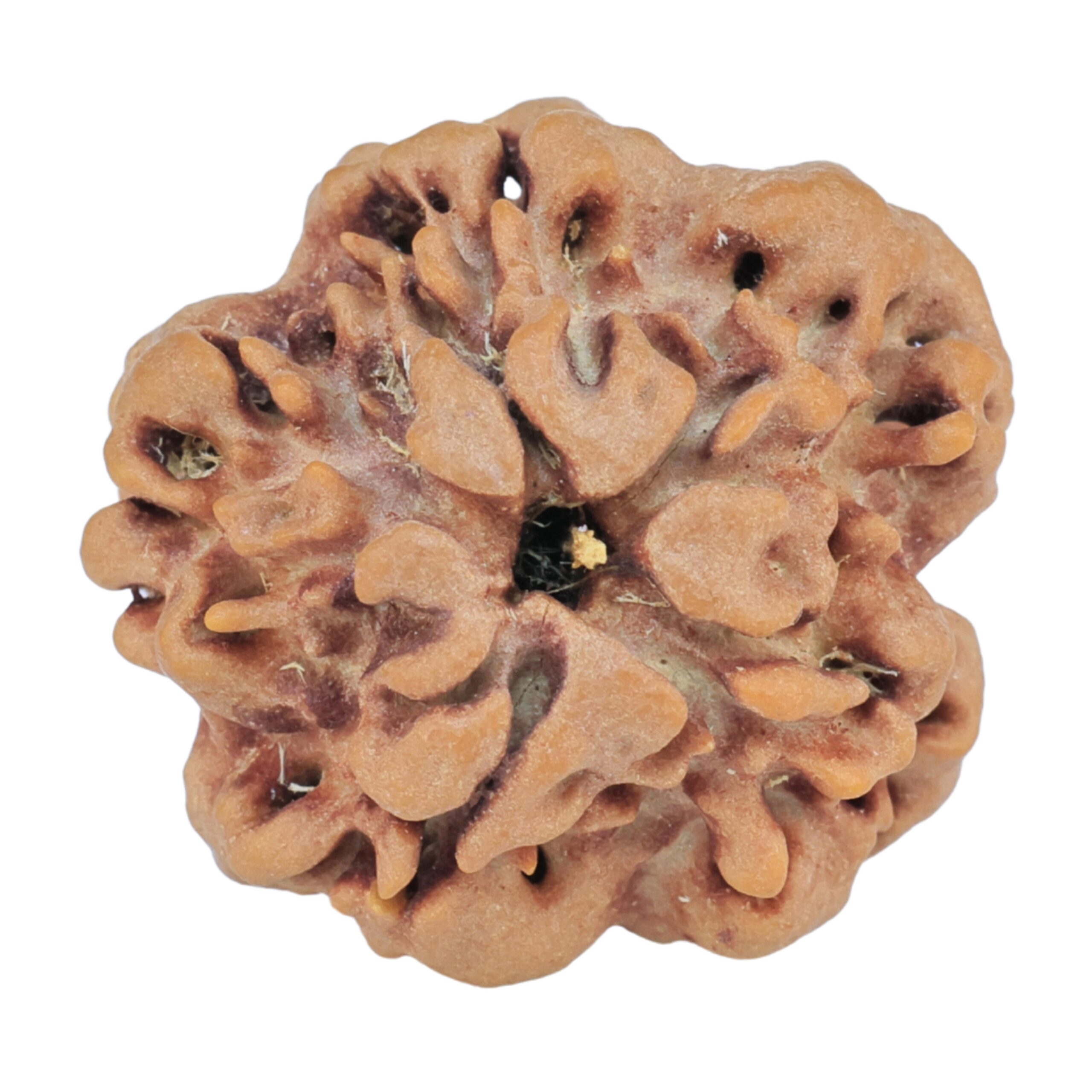 1MK(Underdeveloped) 22.5mm 3.36gm - Rudraksha back