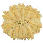 11 Mukhi Rudraksha 20.8mm 2.67gm - Rudraksha back