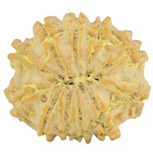 11 Mukhi Rudraksha 20.8mm 2.67gm - Rudraksha back