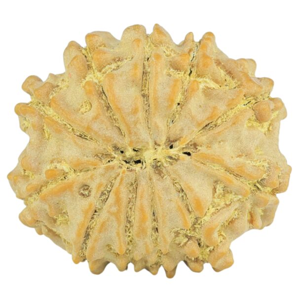 11 Mukhi Rudraksha 20.8mm 2.67gm - Rudraksha back