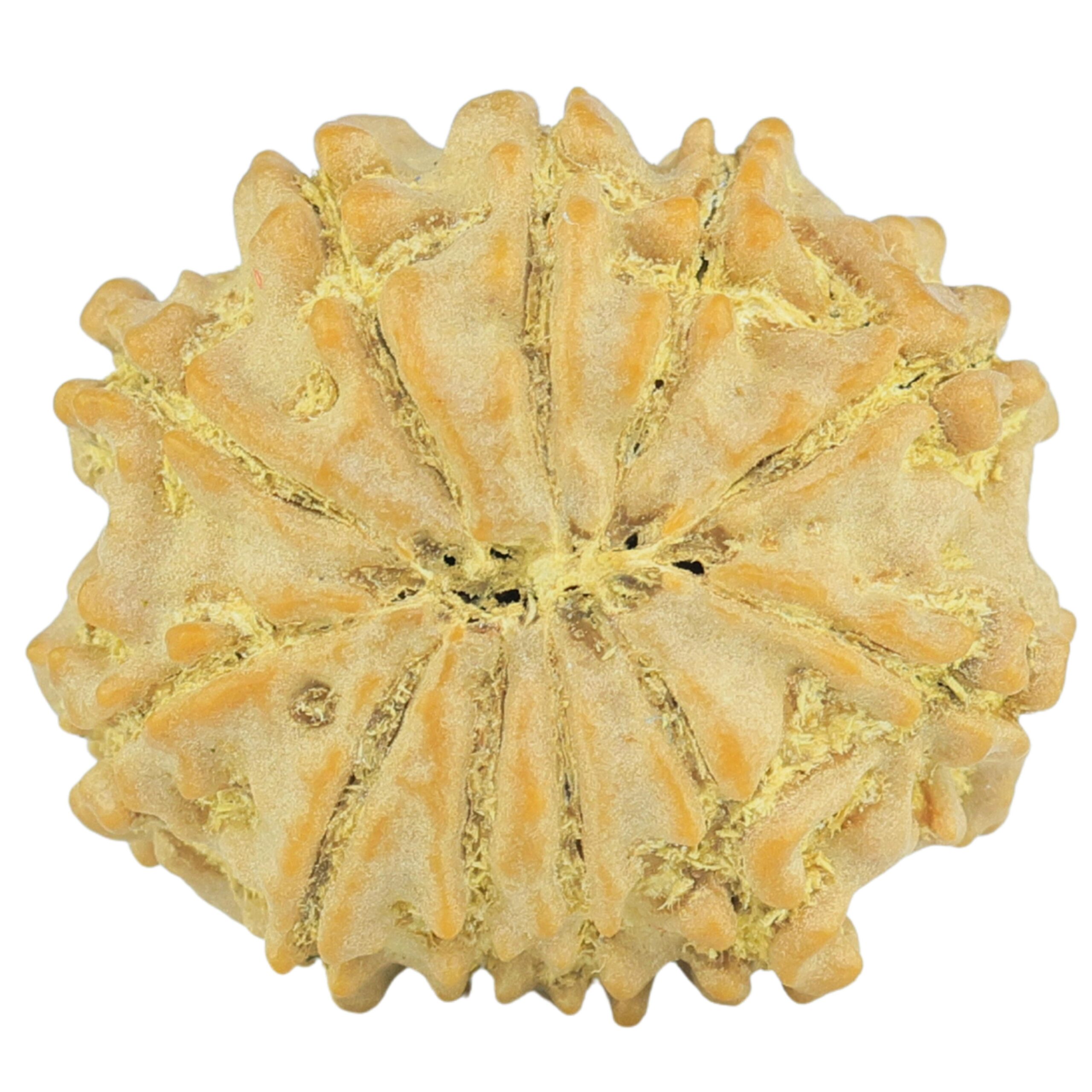 11 Mukhi Rudraksha 20.8mm 2.67gm - Rudraksha back