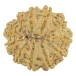 11 Mukhi Rudraksha 24mm 4.33gm - Rudraksha back