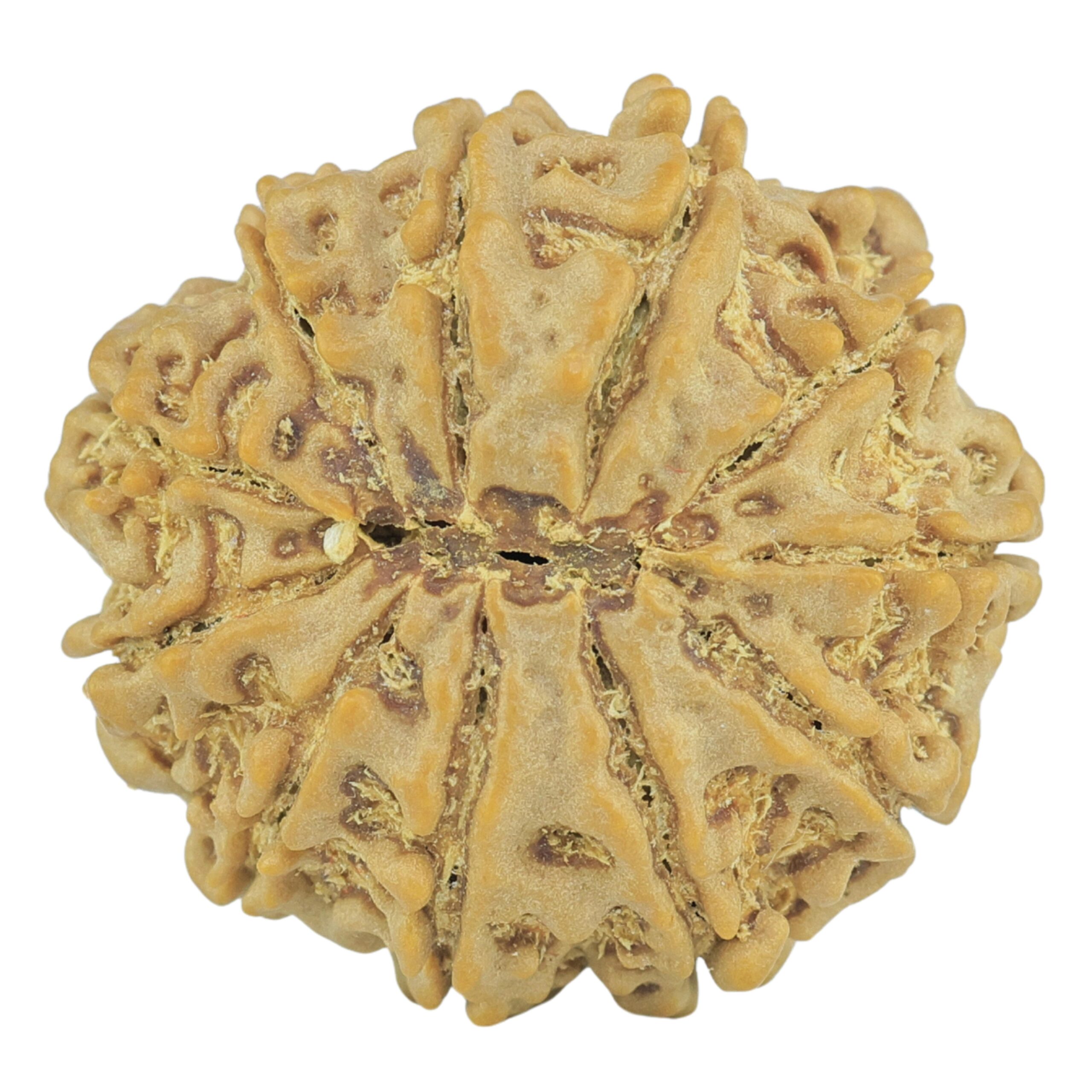 11 Mukhi Rudraksha 24mm 4.33gm - Rudraksha back