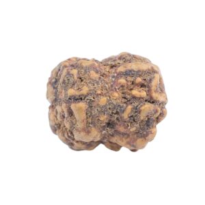 2 Mukhi Rudraksha 19.4mm 1.44gm - Rudraksha back