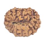 16 Mukhi Rudraksha 19.8mm 2gm - Rudraksha back