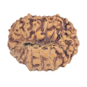 16 Mukhi Rudraksha 19.8mm 2gm - Rudraksha back