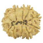 11 Mukhi Rudraksha 23.3mm 2.6gm - Rudraksha back