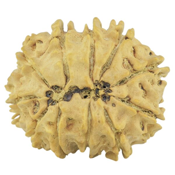11 Mukhi Rudraksha 23.3mm 2.6gm - Rudraksha back