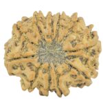 11 Mukhi Rudraksha 22.4mm 2.8gm - Rudraksha back