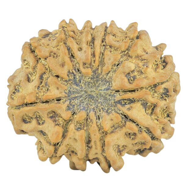 11 Mukhi Rudraksha 22.4mm 2.8gm - Rudraksha back