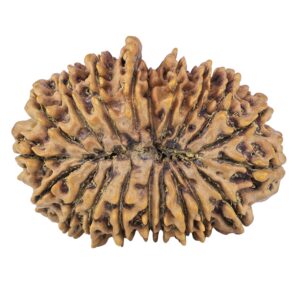 20 Mukhi Rudraksha 37.5mm 8.35gm - Rudraksha back