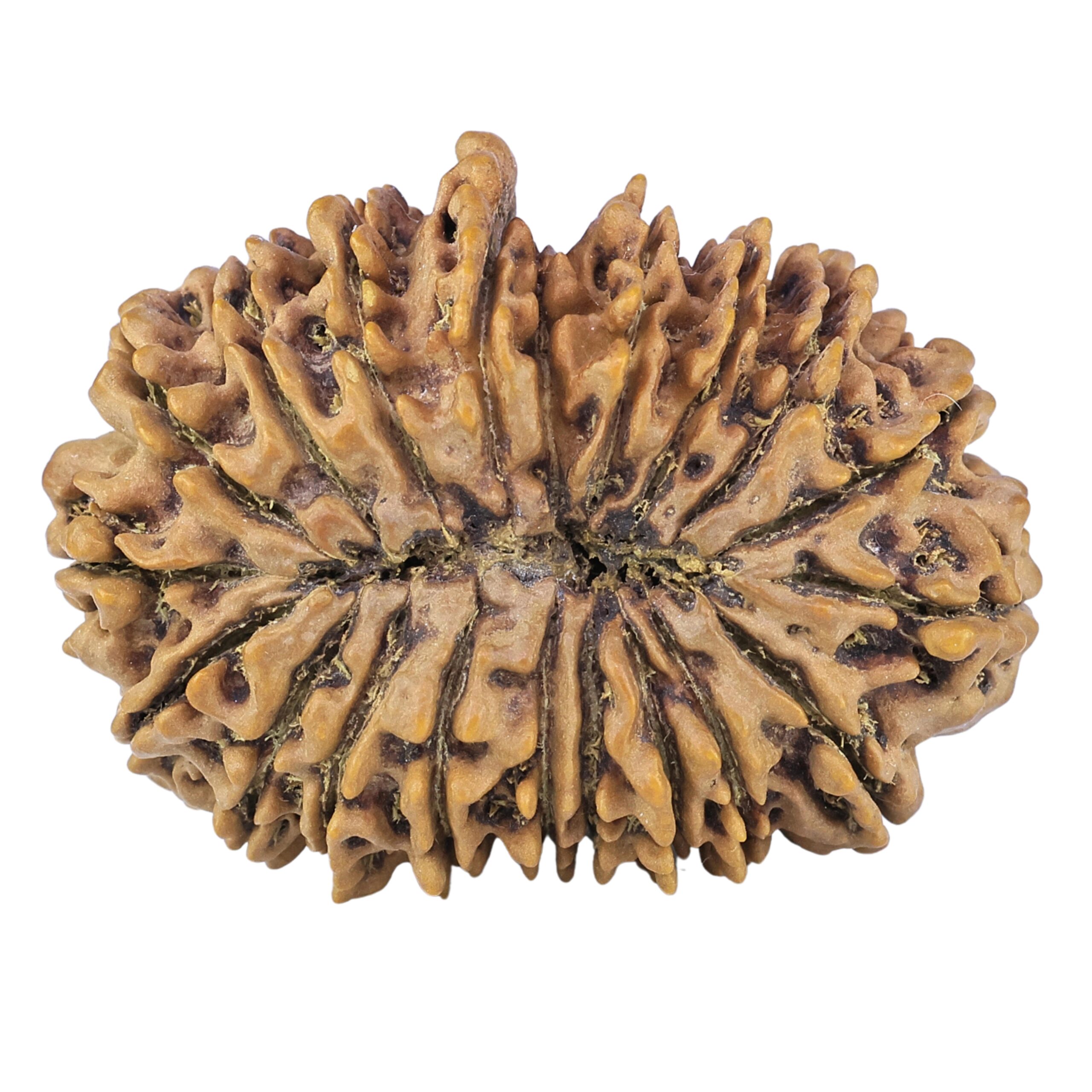 20 Mukhi Rudraksha 37.5mm 8.35gm - Rudraksha back