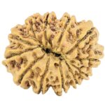 12 Mukhi Rudraksha 28.5mm 4.07gm - Rudraksha back