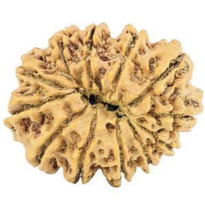 12 Mukhi Rudraksha 28.5mm 4.07gm - Rudraksha back