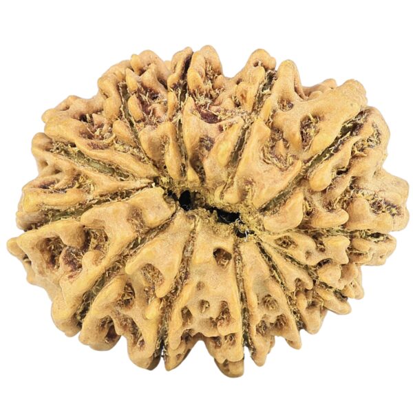 12 Mukhi Rudraksha 28.5mm 4.07gm - Rudraksha back