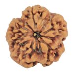 1MK(Underdeveloped) 22.1mm 3.22gm - Rudraksha back