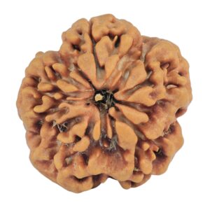 1MK(Underdeveloped) 22.1mm 3.22gm - Rudraksha back