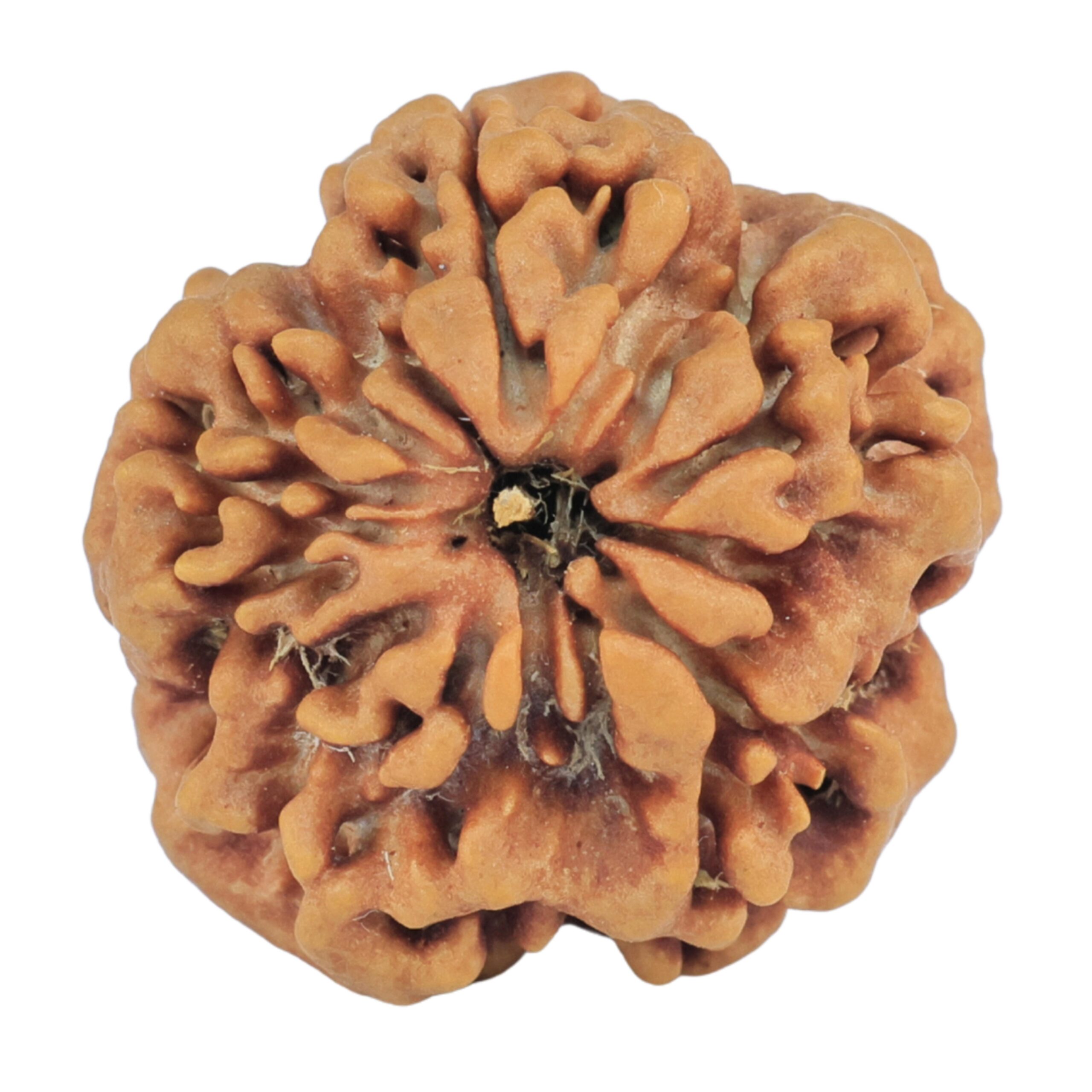 1MK(Underdeveloped) 22.1mm 3.22gm - Rudraksha back