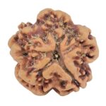 1MK(Underdeveloped) 22.1mm 3.89gm - Rudraksha back