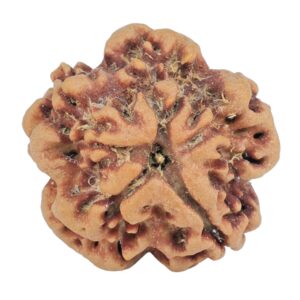 1MK(Underdeveloped) 22.1mm 3.89gm - Rudraksha back