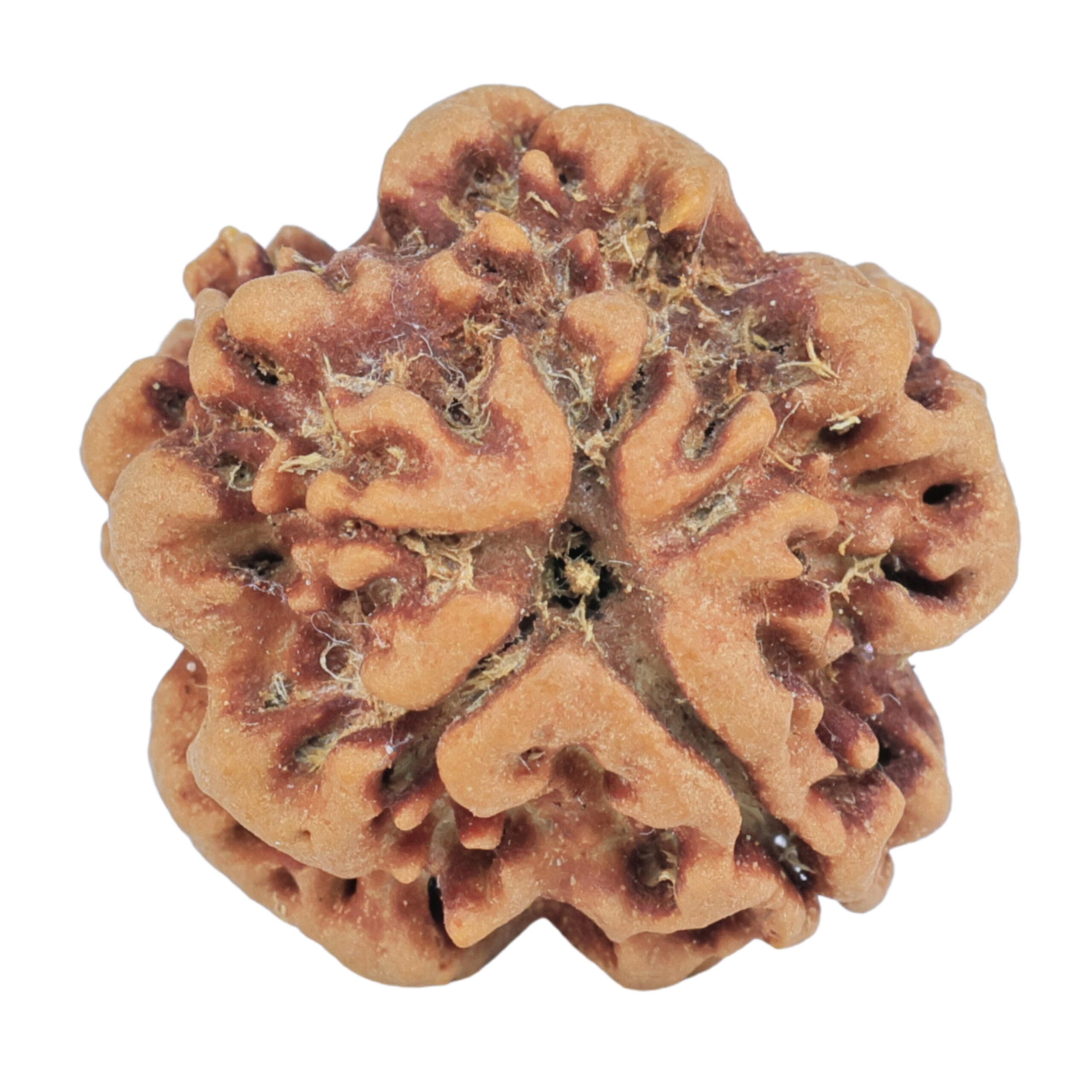 1MK(Underdeveloped) 22.1mm 3.89gm - Rudraksha back