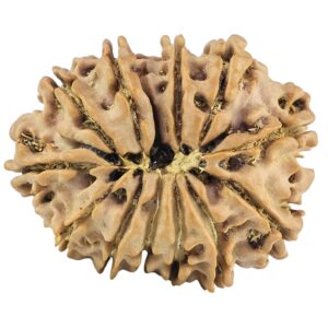 12 Mukhi Rudraksha 27.1mm 3.9gm - Rudraksha back