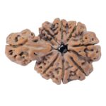 Sawar/Ganesh (7+1) 32.4mm 5.68gm - Rudraksha back