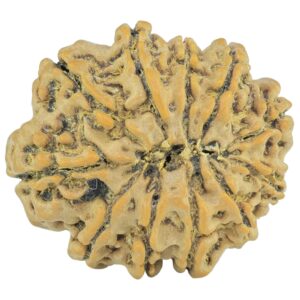 11 Mukhi Rudraksha 21.7mm 2.52gm - Rudraksha back