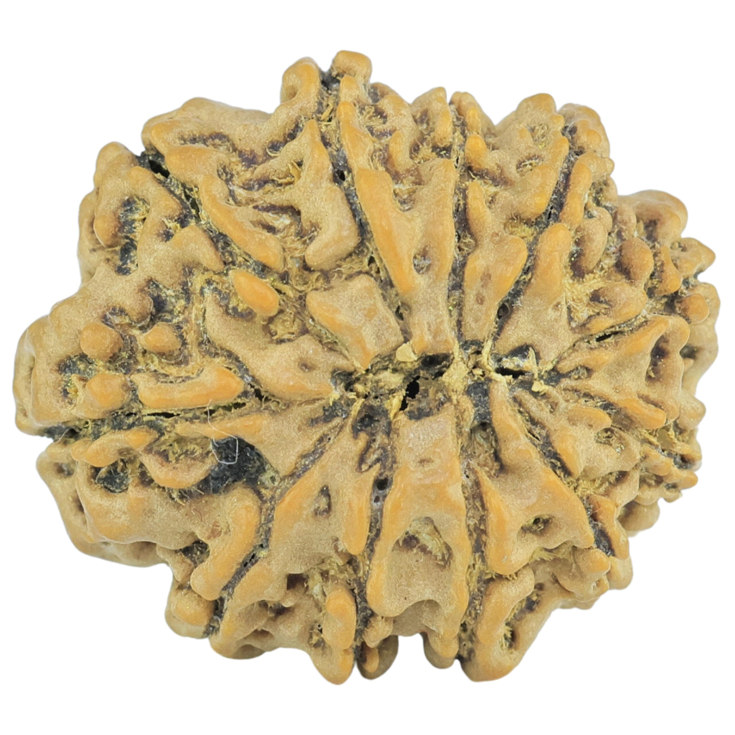 11 Mukhi Rudraksha 21.7mm 2.52gm - Rudraksha back