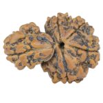Sawar/Ganesh (4+1) 29.4mm 5.17gm - Rudraksha back