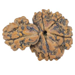 Sawar/Ganesh (4+1) 29.4mm 5.17gm - Rudraksha back