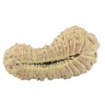 31 Mukhi Rudraksha 25.8mm 1.85gm - Rudraksha back