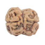 2 Mukhi Rudraksha 23.6mm 2.28gm - Rudraksha back