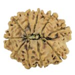 10 Mukhi Rudraksha 24.3mm 2.8gm - Rudraksha back