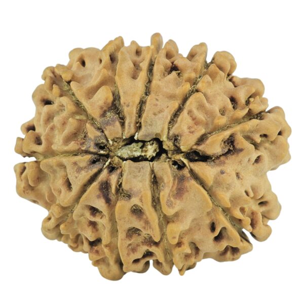 10 Mukhi Rudraksha 24.3mm 2.8gm - Rudraksha back