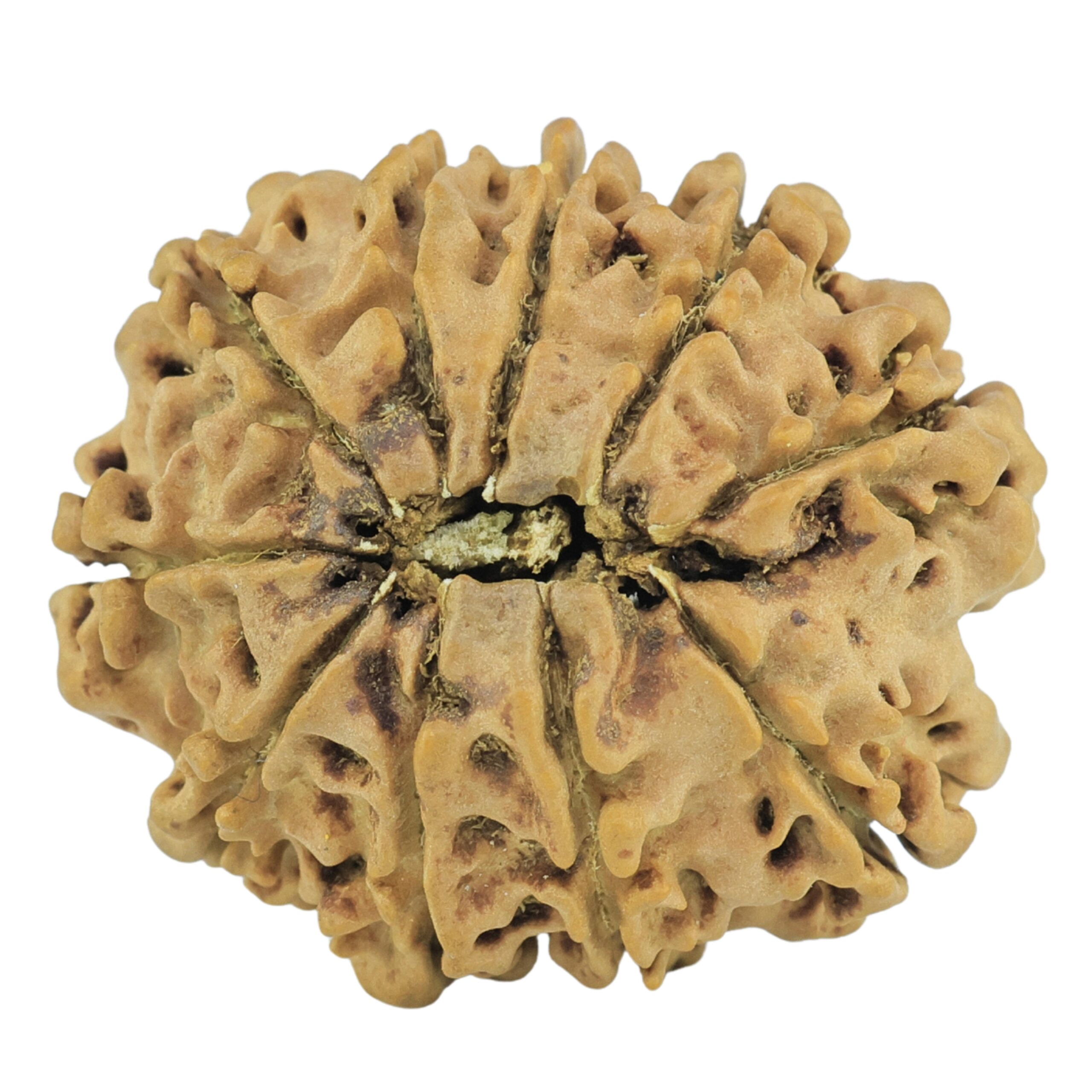 10 Mukhi Rudraksha 24.3mm 2.8gm - Rudraksha back