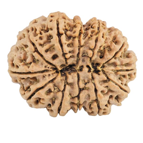12 Mukhi Rudraksha 36.3mm 9.34gm - Rudraksha back