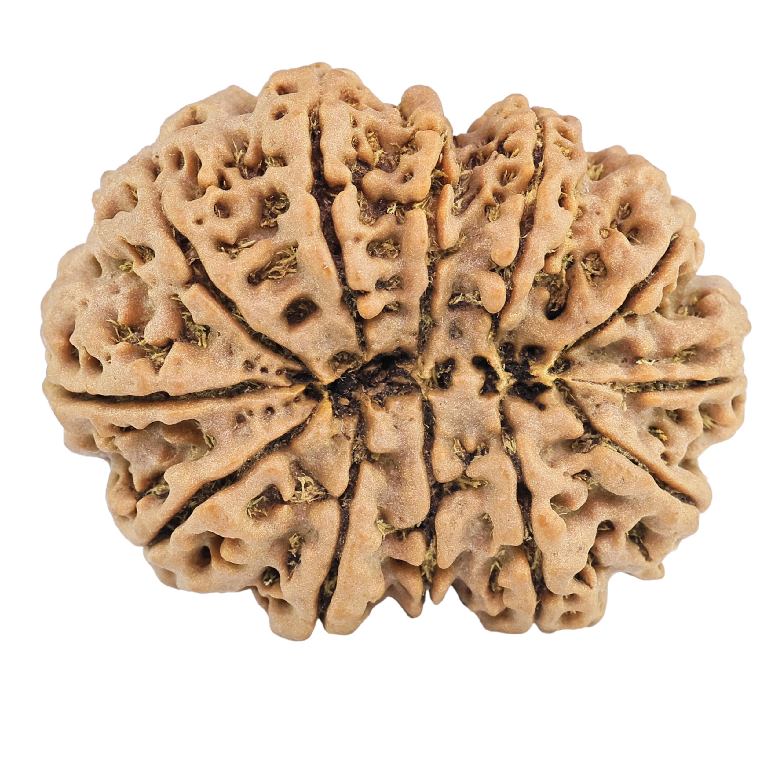 12 Mukhi Rudraksha 36.3mm 9.34gm - Rudraksha back