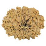 11 Mukhi Rudraksha 25.7mm 3.32gm - Rudraksha back
