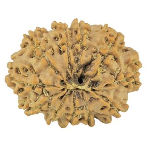 11 Mukhi Rudraksha 25.7mm 3.32gm - Rudraksha back