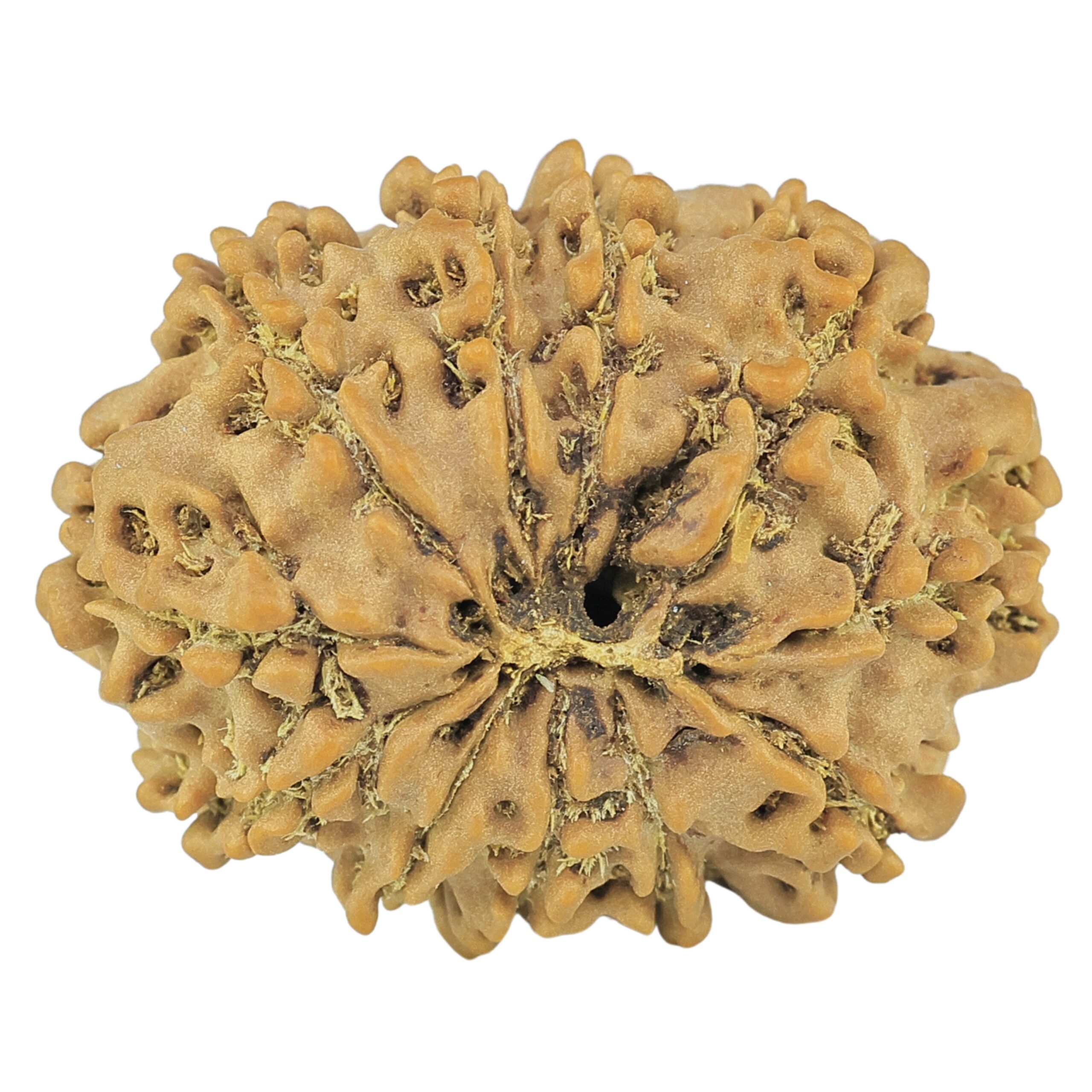 11 Mukhi Rudraksha 25.7mm 3.32gm - Rudraksha back