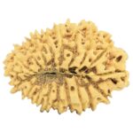 19 Mukhi Rudraksha 32mm 4.07gm - Rudraksha back