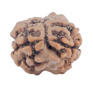 2 Mukhi Rudraksha 15.4mm 1.24gm - Rudraksha back
