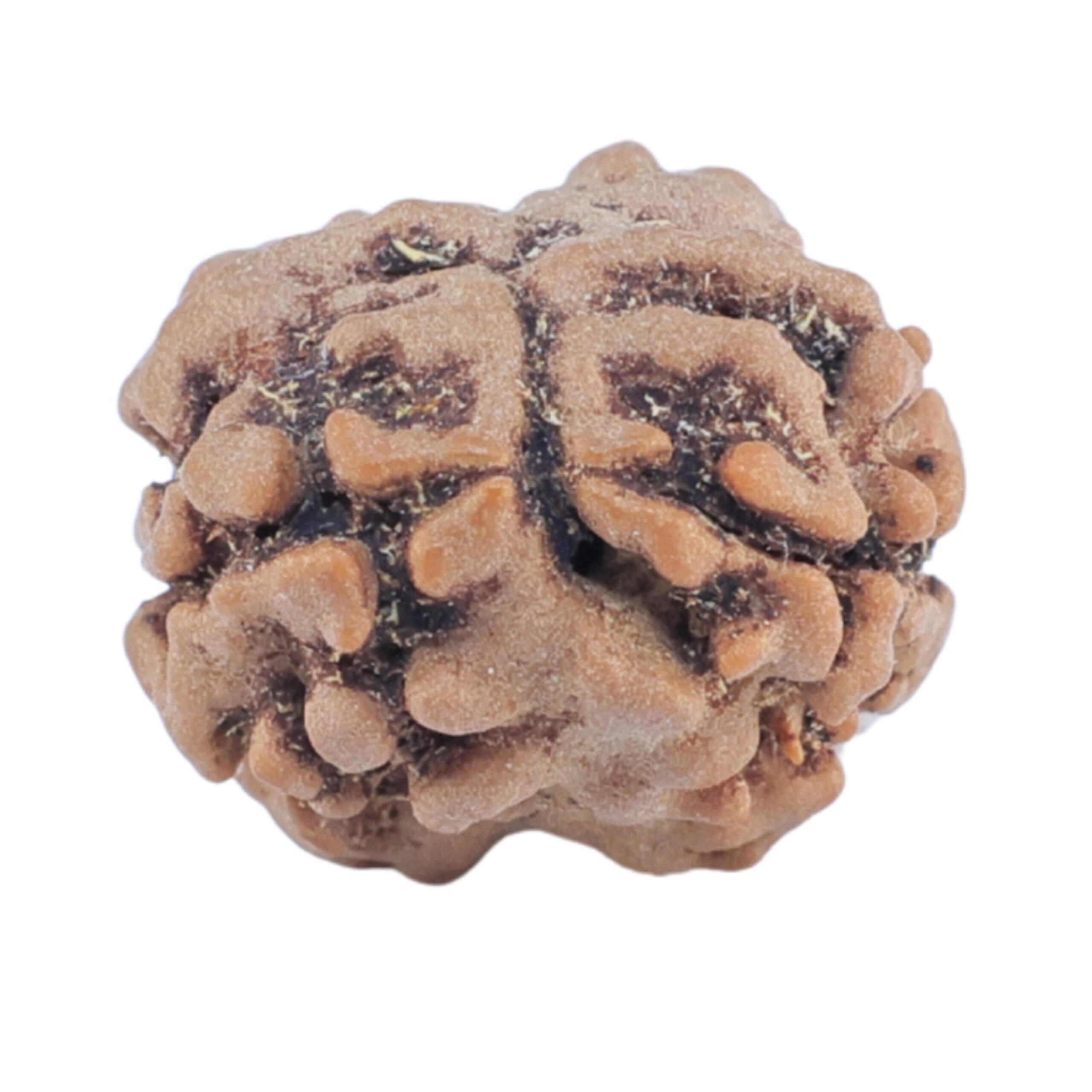 2 Mukhi Rudraksha 15.4mm 1.24gm - Rudraksha back